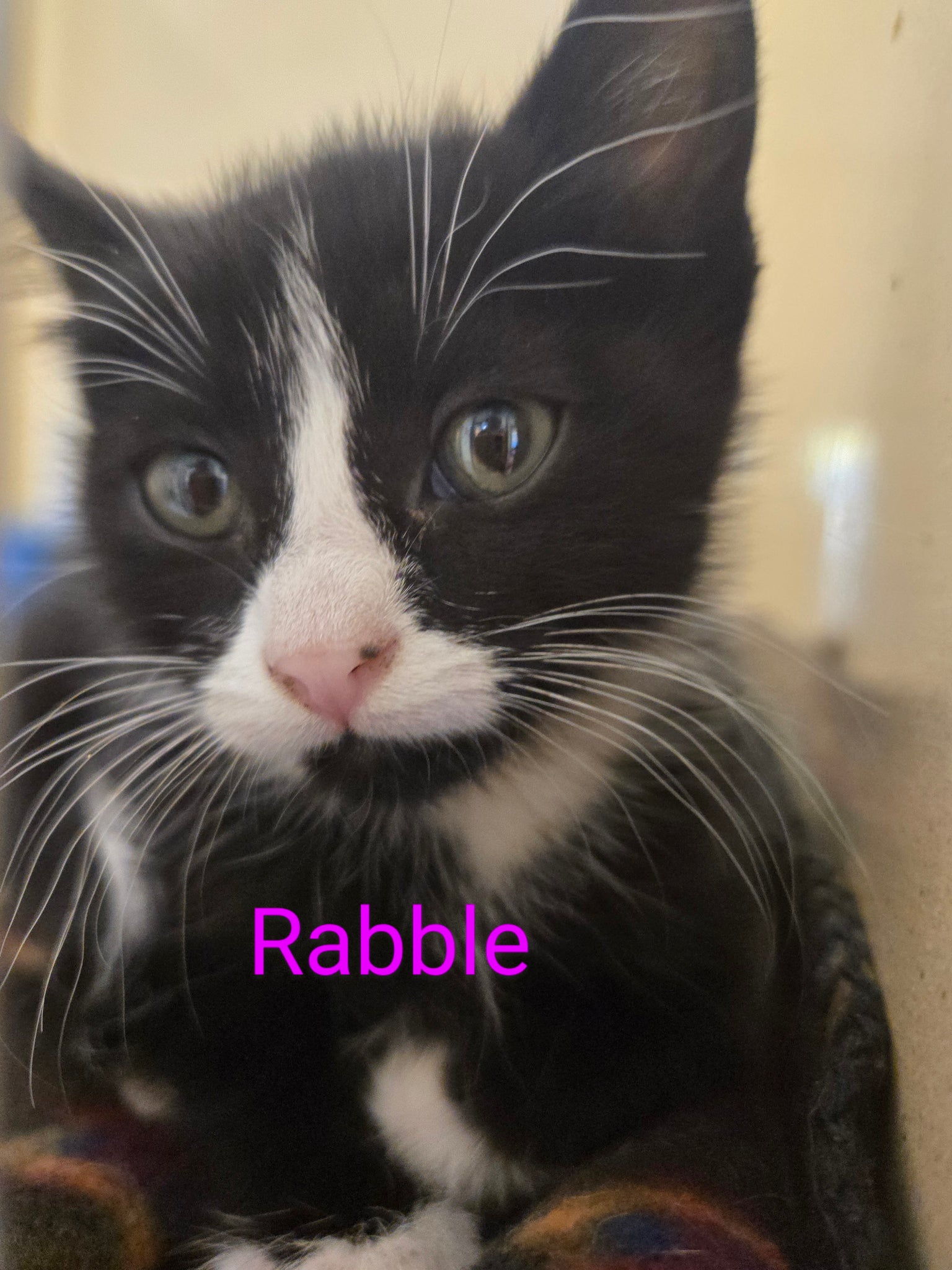 Rabble