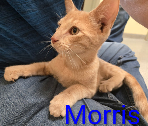 Morris