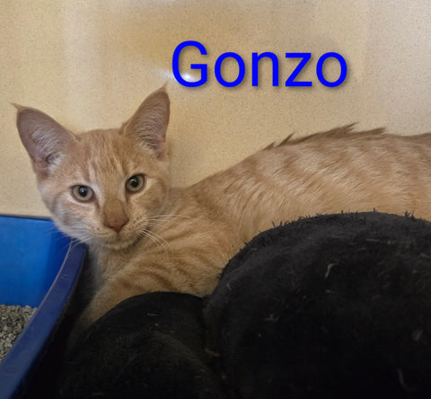 Gonzo
