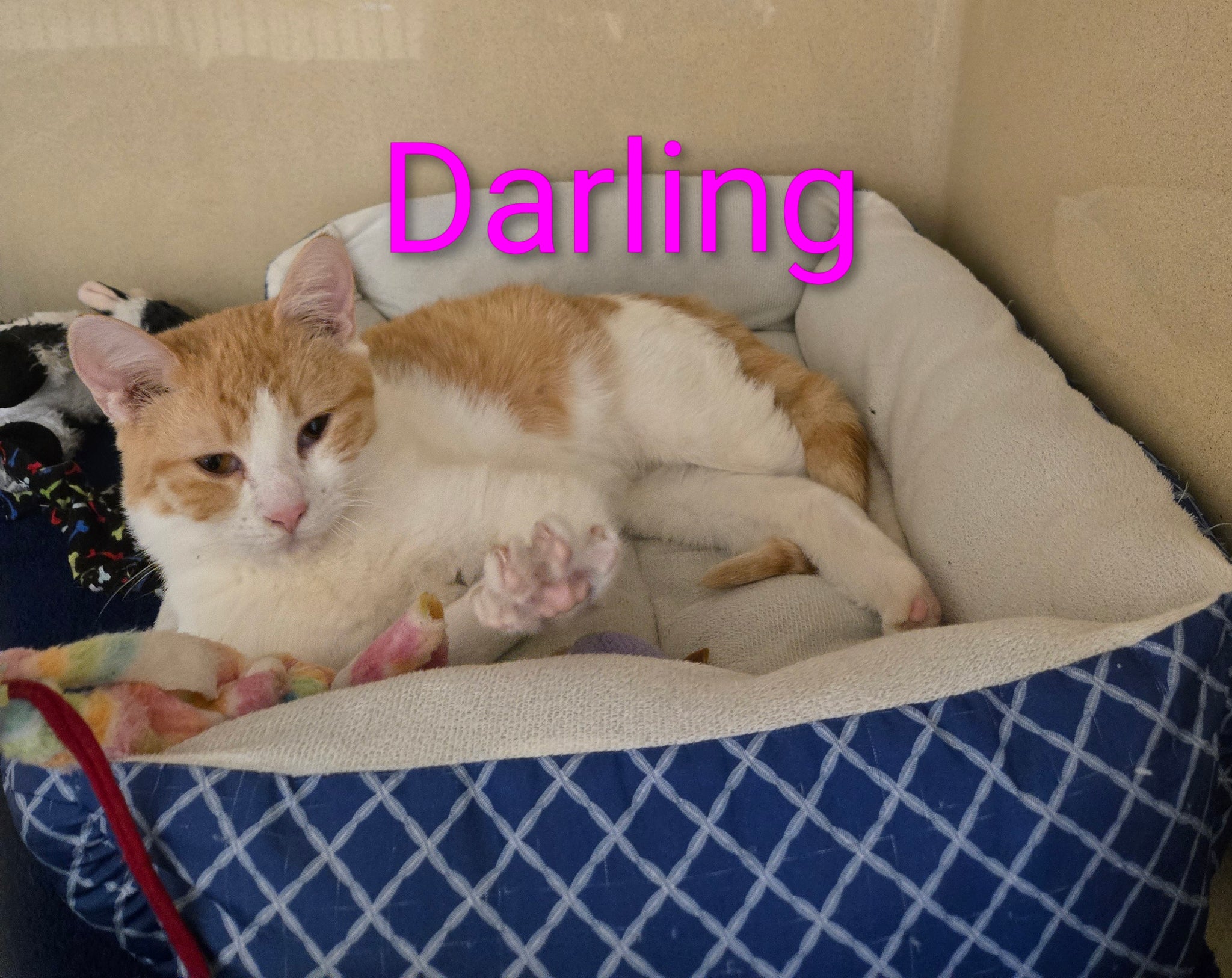 Darling