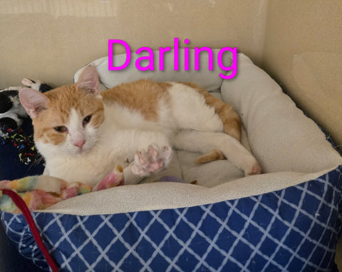 Darling
