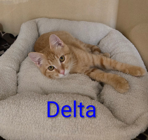 Delta