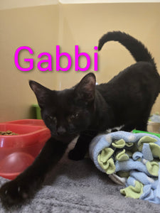 Gabbi
