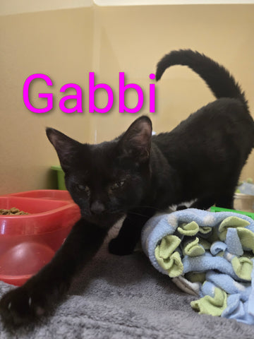 Gabbi