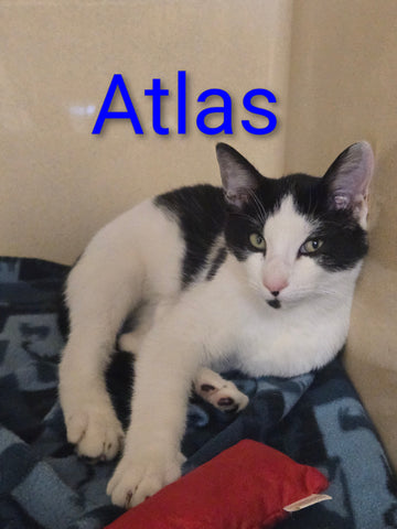 Atlas