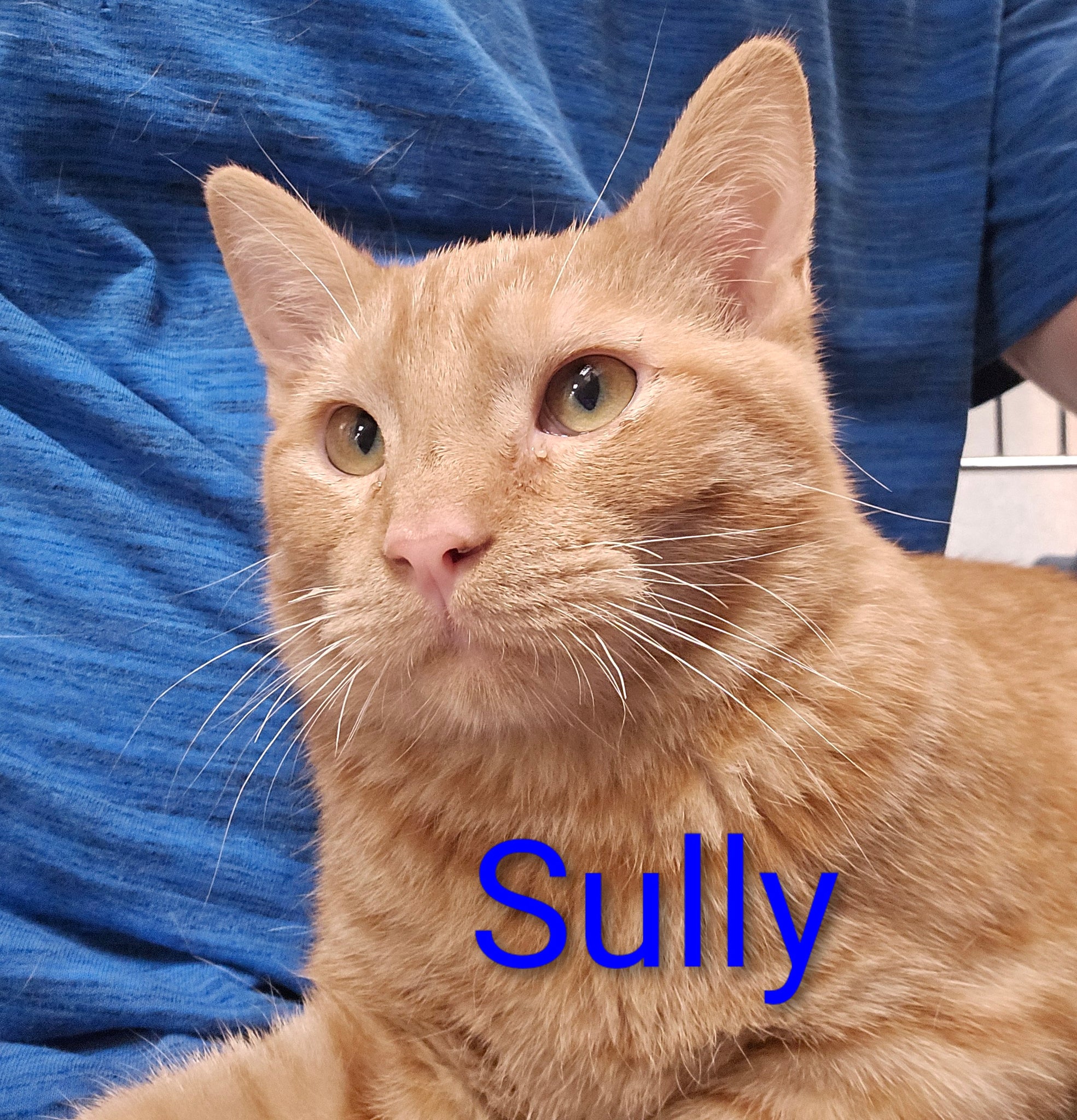 Sully