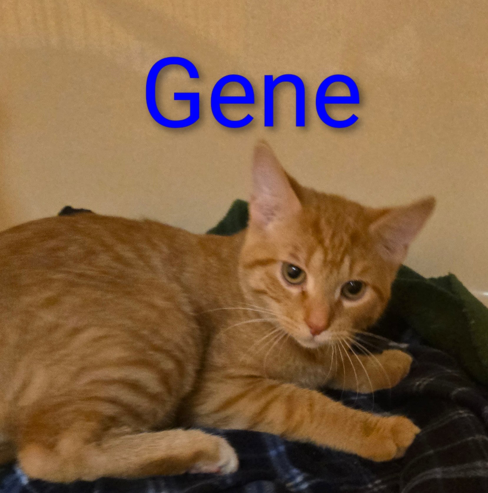 Gene