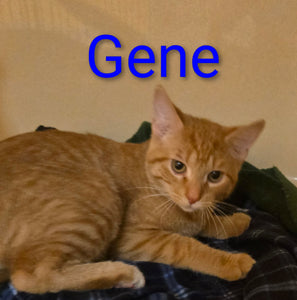Gene