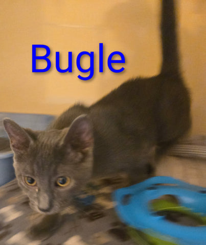 Bugle