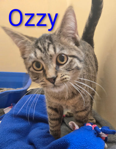 Ozzy