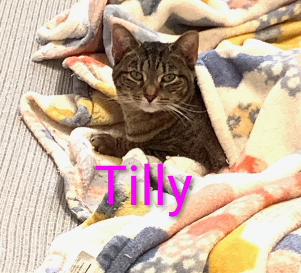 Tilly