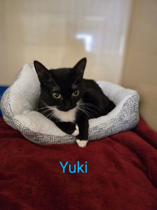 Yuki