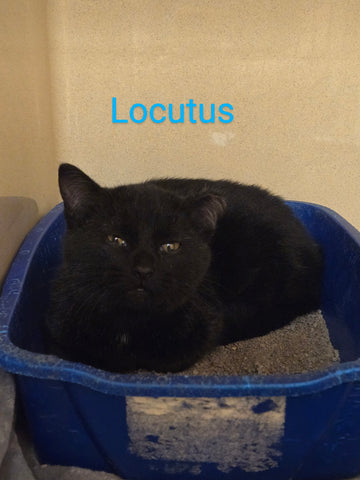 Locutus