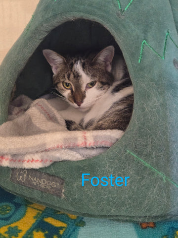 Foster