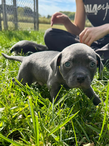 Hershey