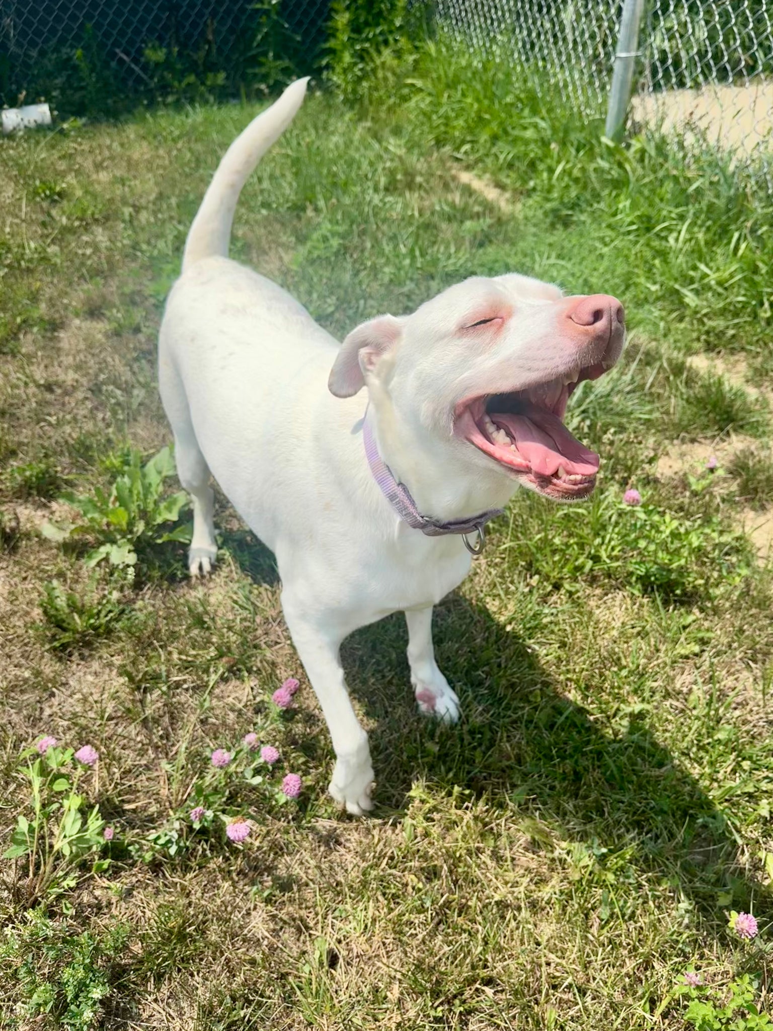 Lola