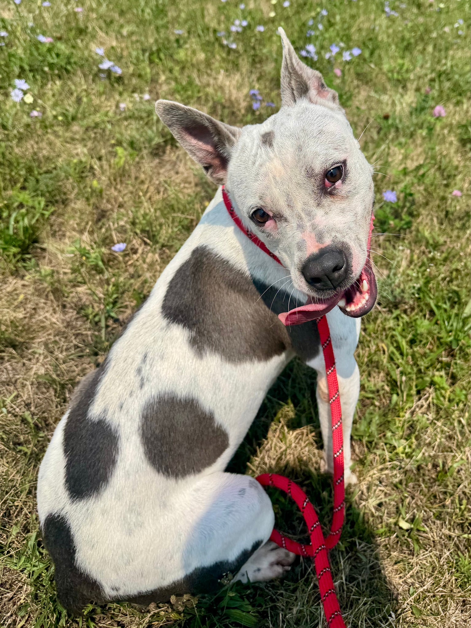 Speckle