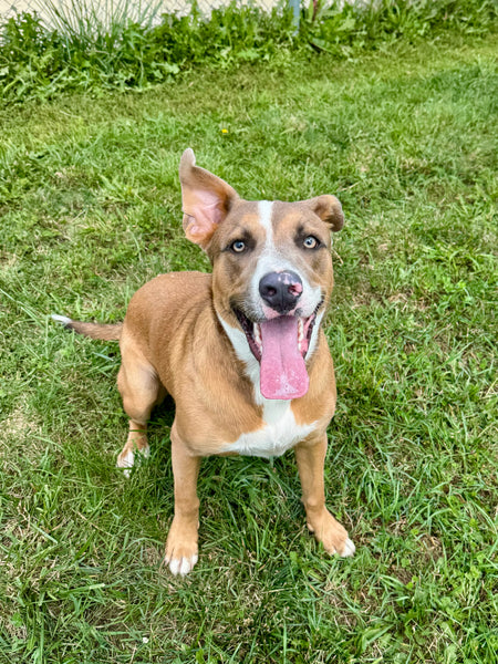 Cooper