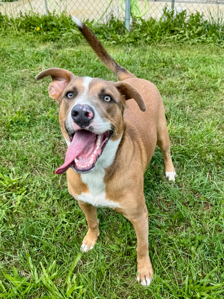 Cooper