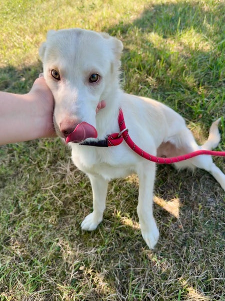 Maple