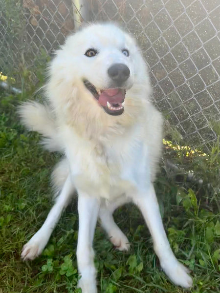 Elsa