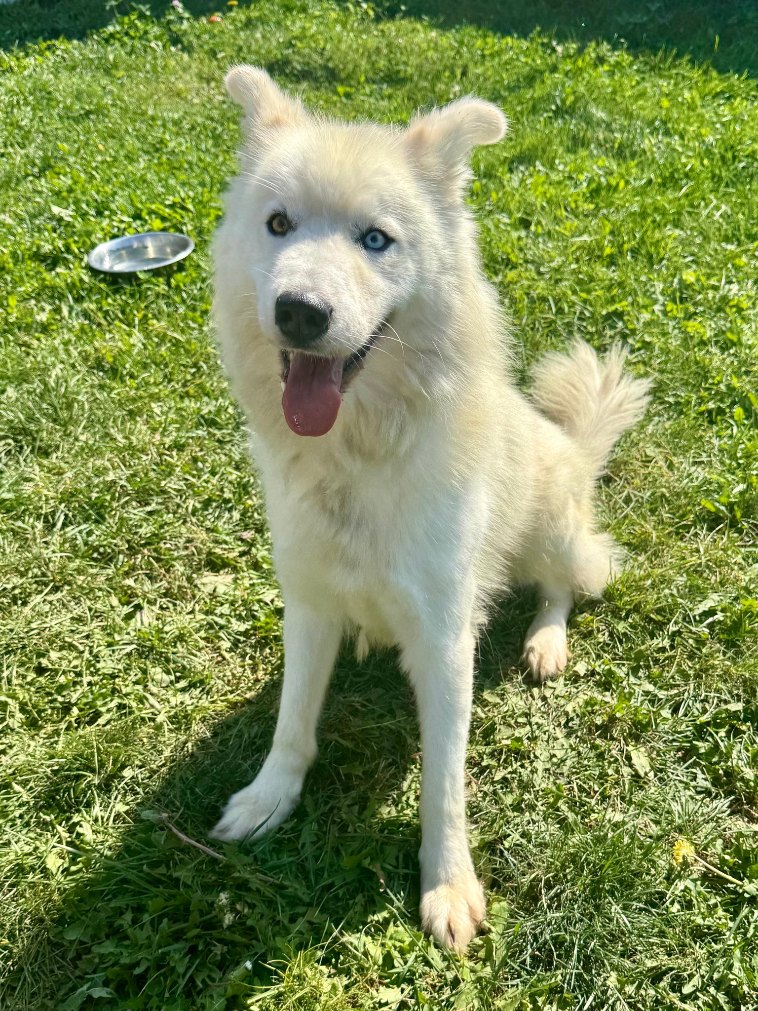Elsa