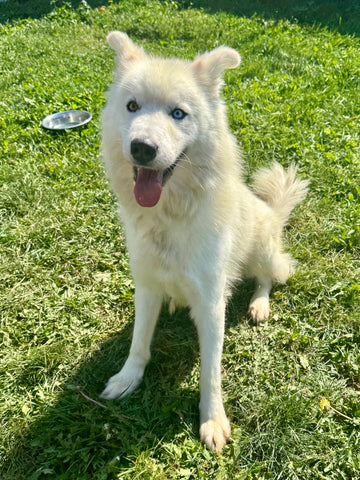 Elsa