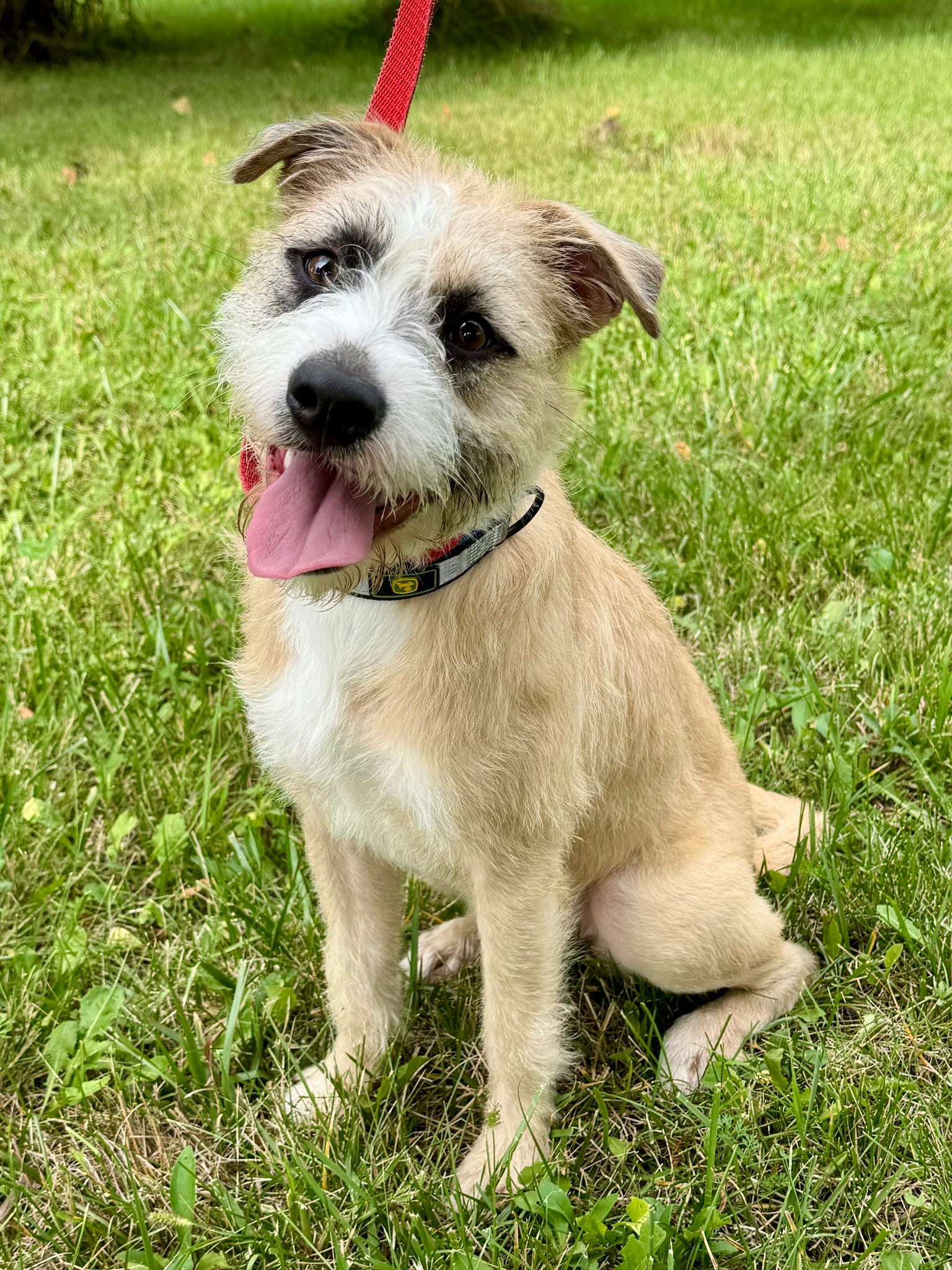 Lucille