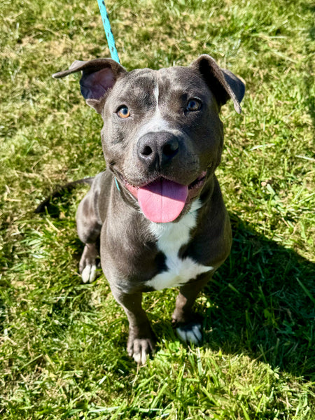 Augie
