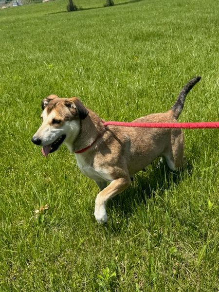 Penelope