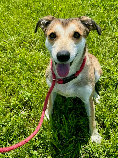 Penelope