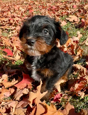 Porthos
