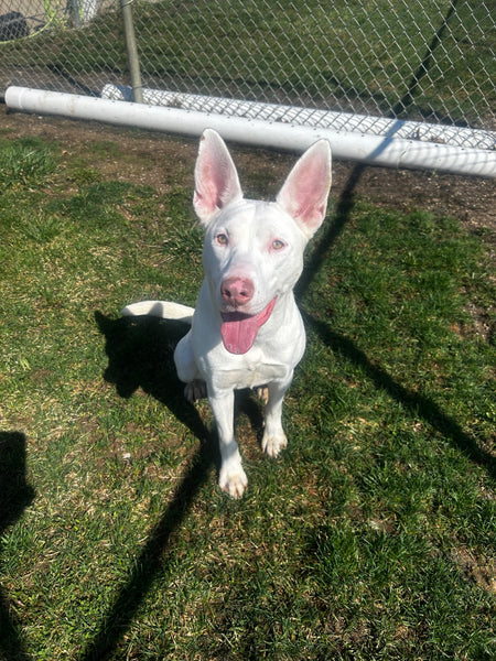 Lucille