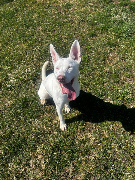 Lucille