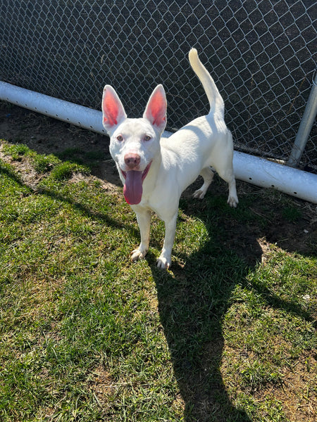 Lucille