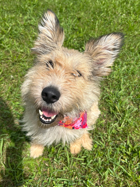 Lucy
