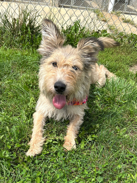 Lucy