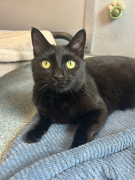 Lyla