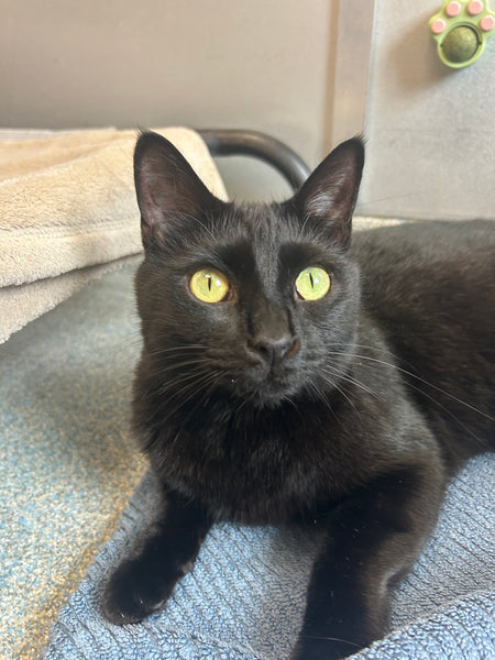 Lyla