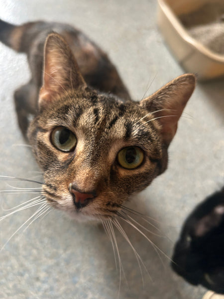 Tilly