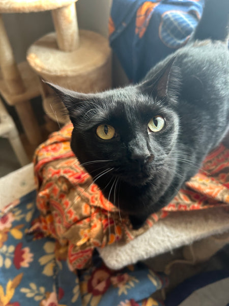 Lyla