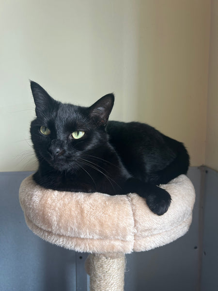 Lyla