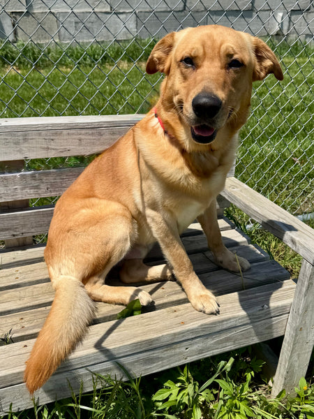 Winston