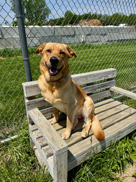 Winston