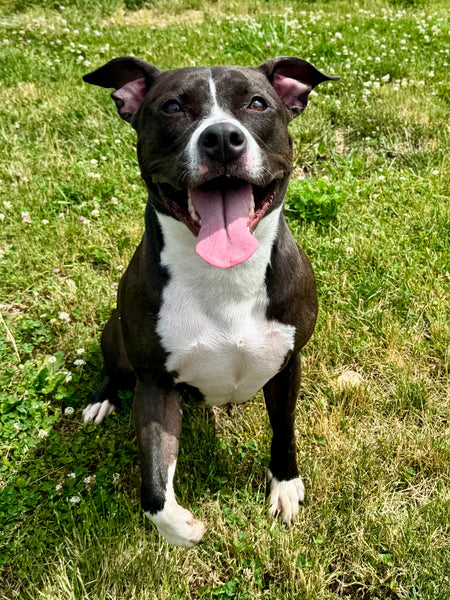 Purdi