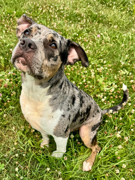 Aussie