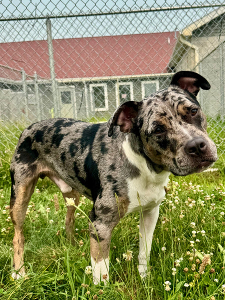 Aussie