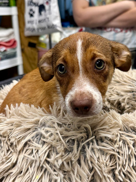 Slinky