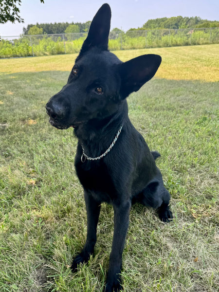 Koda