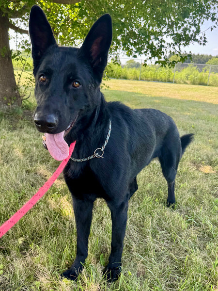 Koda